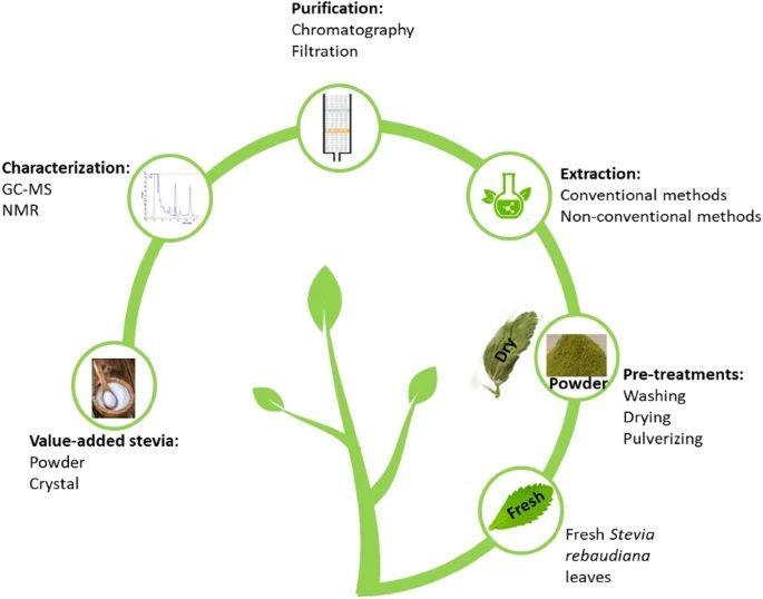 Organic%20Dried%20Stevia%20Leaves-50gm%20-%20Image%205