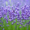 Lavender Seeds ( Herbs Seeds). 