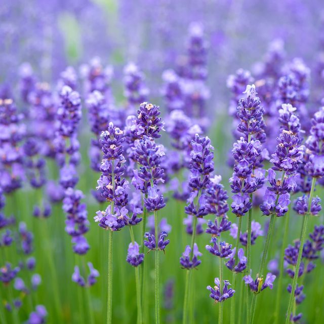 30+%20Lavender%20Seeds%20(%20Herbs%20Seeds)%20-%20Image%204