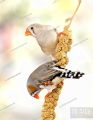 Yellow Millets Spray 250gm for all types of birds TREATES ( Cage Life Care ). 