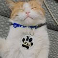 Cat tag-  pet animal collar tag- with custom name- size 2 inches- resin art- with custom text. 