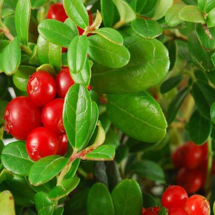 20 Seeds Cranberry(Vaccinium Macrocarpon)Cranberries can be grown in-doors, in a garden. Cranberries have huge health benefits and can be dry stored for extended periods of time