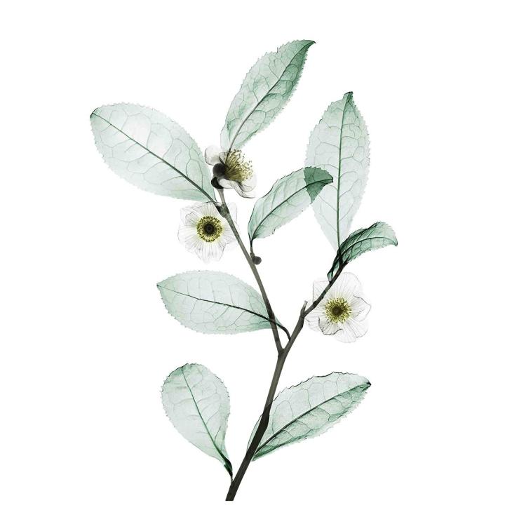 Nexxus%20Diametress%20Volume%20Shampoo%20Adds%20Body%20To%20Fine%20Flat%20Hair%20With%20ProteinFusion%20%7C%2013.5%20oz%20-%20Image%203