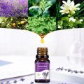 12 Flavors Essential Oils for Aroma Diffuser Air Humidifier Home Water-soluble 10ml Air Freshener Scents Fragrance Oil Perfume. 