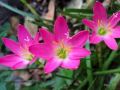 Pink Rain Lilly Zephyranthes Grandiflora Lycoris Candida Votaniki snowdrops LUCKY Pink Rain Lily Bulbs, Perennial Lily Flowering Bulbs,Bloom Multiple Times Rain Lily BY GREEN GOLD. 