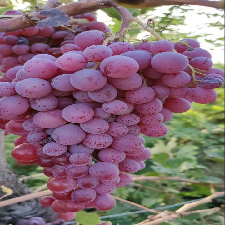 Purple%20Grapes%20Fruit%20Seeds%20-%20Image%202