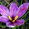 Saffron Premium Grade Threads - 1grams = 150 Servings |100% Natural & Premium Quality | Sourced Directly from the Valleys of Himalayan Mountains | Kesar, Azafaran, زعفران , Zafran |. 