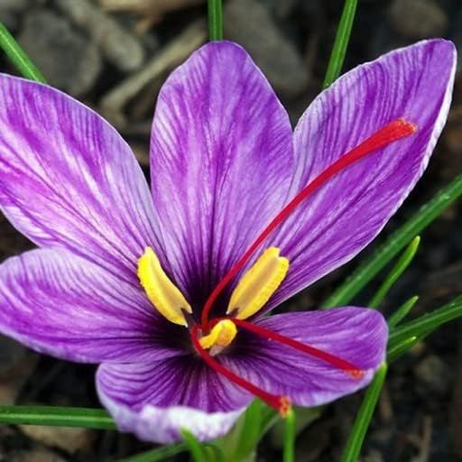 Saffron%20Premium%20Grade%20Threads%20-%201grams%20=%20150%20Servings%20%7C100%25%20Natural%20&%20Premium%20Quality%20%7C%20Sourced%20Directly%20from%20the%20Valleys%20of%20Himalayan%20Mountains%20%7C%20Kesar,%20Azafaran,%20%D8%B2%D8%B9%D9%81%D8%B1%D8%A7%D9%86%20,%20Zafran%20%7C%20-%20Image%204