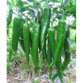 Green Chilli (Sabz Mirch) Vegetable Seeds Best Quality Seeds Best Germination Result. 