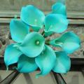 Teal Calla Lily Flower Seeds. 
