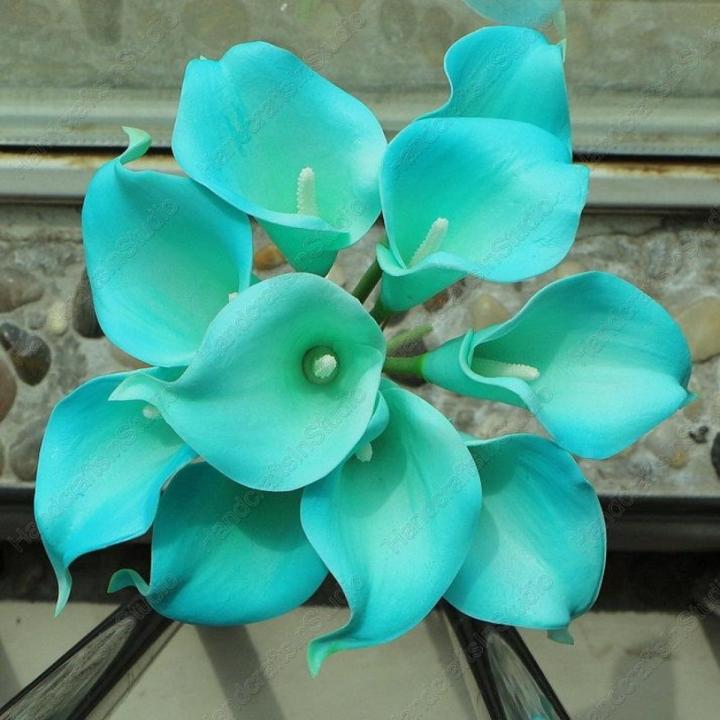 Teal Calla Lily Flower Seeds