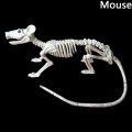 Lizard Horror Bat Party Mouse Home Animal Skeleton Artificial skull Trick Props Plastic Bones. 