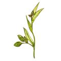 Cardamom Oil 30ml Elaichi oil Cardamom Essential Oil DURVESH OIL HERBAL & ESSENTIAL OIL CUSTOMIZE 30 ml. 