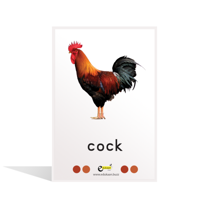 Farm%20&%20Pets%20Flash%20Cards%20-%208004%20-%20Image%203