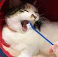 CAT & DOG - TOOTH BRUSH SET DUAL HEAD PET TEETH CLEANER. 