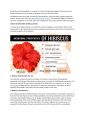 SK ORGANIC Hibiscus powder For Hair Fall And Growth 150g. 
