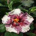 Maroon White Hibiscus Flower Plant Seeds. 