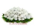 Big white Stone for Garden & Aquarium 1 Kg. 