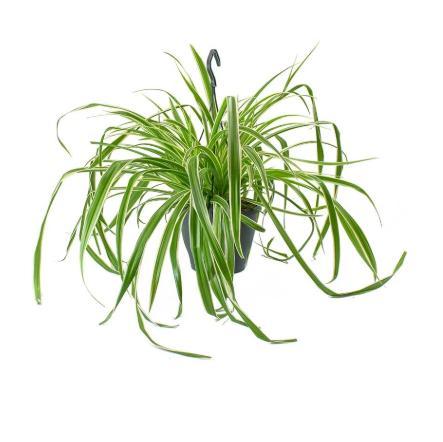 Natural%20and%20Fresh%20Beautiful%20Ocean%20Spider%20Plant%20-%20Easy%20to%20Grow%20-%20Cleans%20the%20Air%20-%20Hanging%20Basket%20-%20Image%203