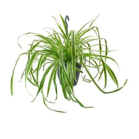 Natural%20and%20Fresh%20Beautiful%20Ocean%20Spider%20Plant%20-%20Easy%20to%20Grow%20-%20Cleans%20the%20Air%20-%20Hanging%20Basket%20-%20Image%203