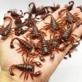 5-10Pcs Funny Scared Trick Joke Toys Special Lifelike Model Simulation Rubber Cockroach Scorpion Gecko Snake Roaches Toy. 