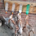 1L Wall-Mounted Animal Bottle Feeder (5 Stand) – Suitable for Baby Goats, Sheep, Lambs and Other. 
