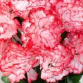 20+ Carnation Double Striped Flower Seeds Home Kitchen Gardening Seeds. 