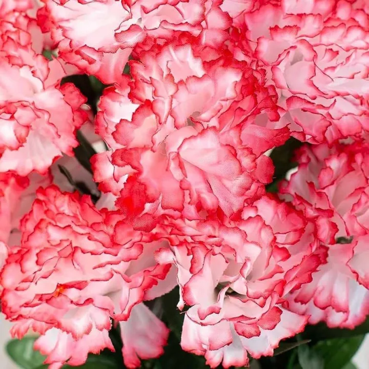 20+%20Carnation%20Double%20Striped%20Flower%20Seeds%20Home%20Kitchen%20Gardening%20Seeds%20-%20Image%203