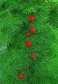 Cypress (Ipomoea quamoclit) Creeper Mix Colour Spring Summer Season Flower Seeds. 