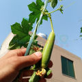 Kali Tori Seeds, کالی توری کے بیج. 
