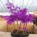 Rare Bonsai Violet Maple Tree Seeds. 
