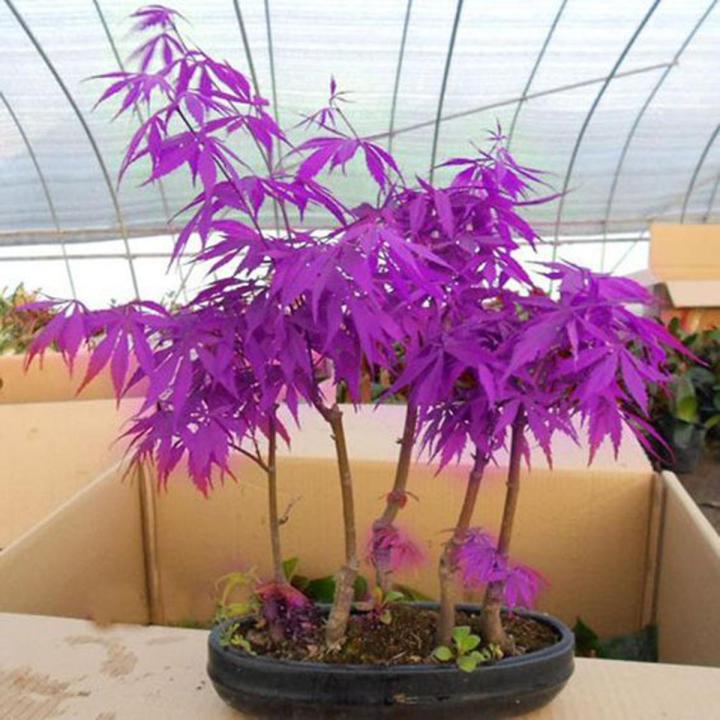 Rare Bonsai Violet Maple Tree Seeds