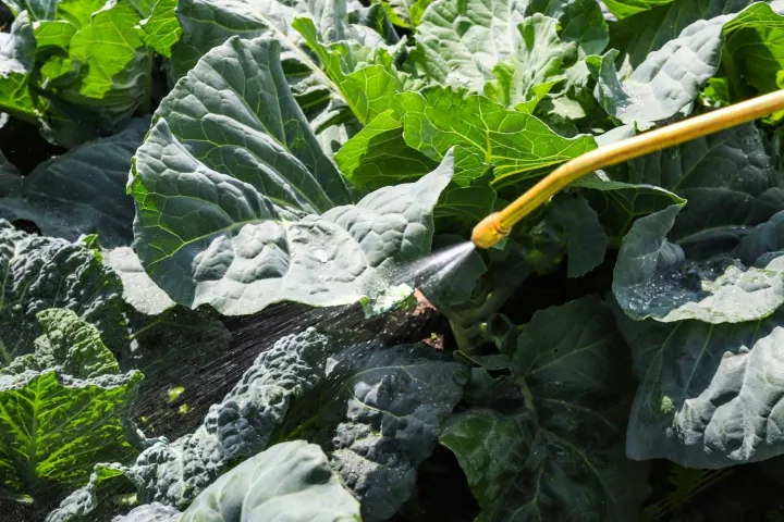 Doctor%20Neem+%20Organic%20Insecticide%20&%20Fungicide%20Spray%20%E2%80%93%20Ready%20to%20Use%20-%20Image%208