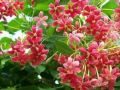 Rangoon Creeper (Jhumka Bail) |Best for Seed Garden & Home Decoration|. 
