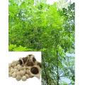 50+ Fresh Tree Seeds Easy Growing Different Bonsai Plant Flower. 