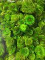 Fishy Matters Cabomba Live Aquatic Fast Growing Low Tech Plant for Aquarium Fish Tank - 5 Stems. 