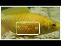 Aquarium Fish Care  Best Medicine For All Fish Disease. 