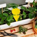 20Pcs Sticky Trap,Fruit Fly and Gnat Trap Yellow Sticky Bug Traps for Indoor/Outdoor Use Insect Catcher for White Flies. 