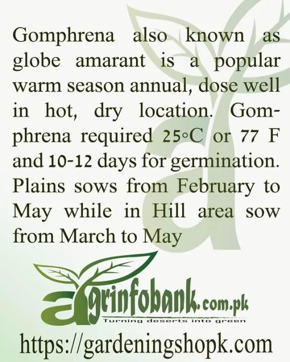 Gomphrena%20Dark%20Rose%20-%20Image%203