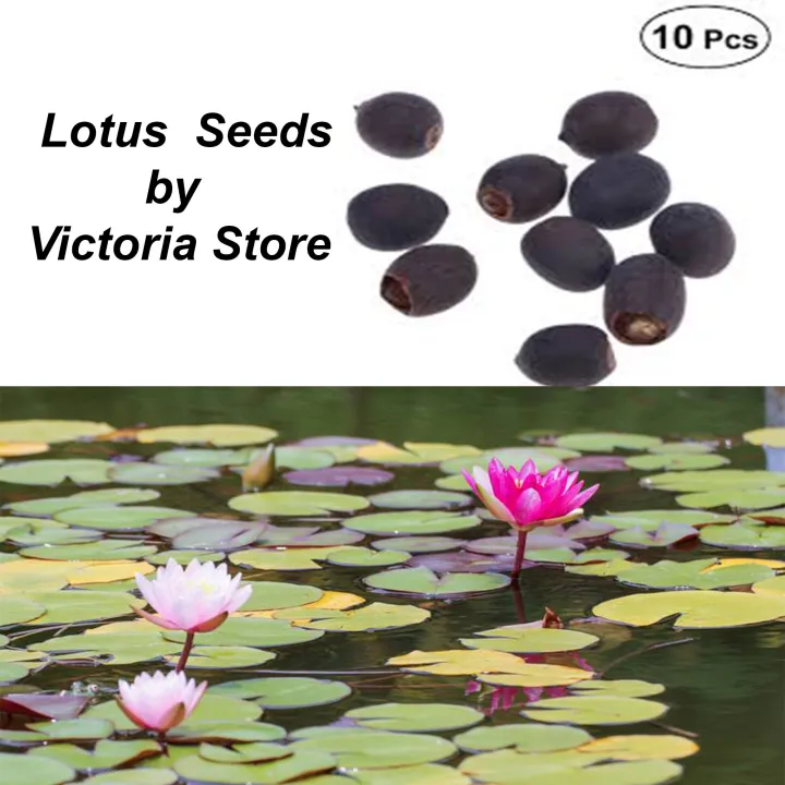 Pack%20of%2010%20Fresh%20Lotus%20Seeds%20-100%25%20Authentic%20Lotus%20Flower%20Seeds%20-%20Excellent%20Germination%20-%20Image%204