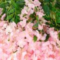 Artificial Wisteria Hangings For Decoration, Wadding & Assorted Event Luminous Romantic and Aesthetic Look for Room and Party Decoration-Indoor and Outdoor-Main Door. 
