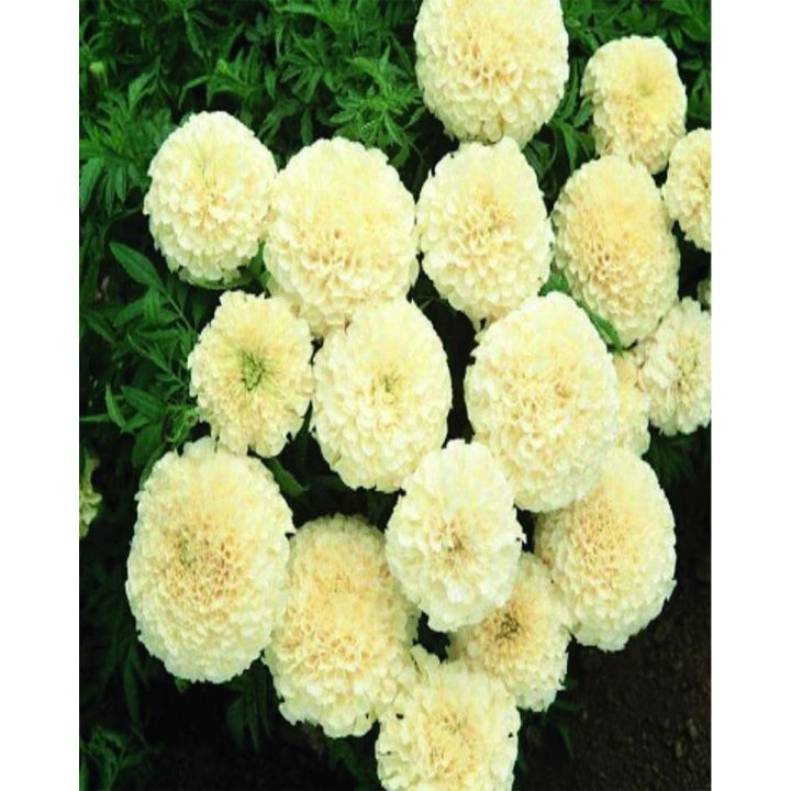 White Marigold Vanilla Flower Seeds. F1 Hybrid