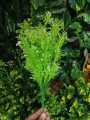 Artificial Mini Grass Leaves Plant Bunch Artificial Green Bunch Artificial Filler Leaves Green Bunch. 
