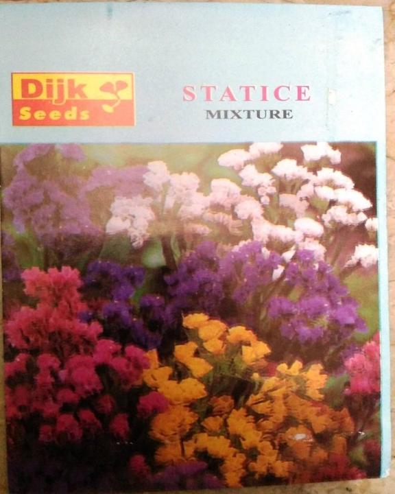 Statice%20Seeds%20Mixed%20Colour%20-%20Image%203