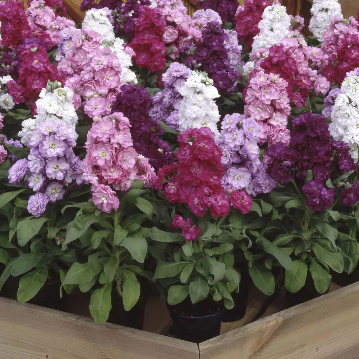 Stock%20Mix%20Flower%20Seed%20-%20Image%202