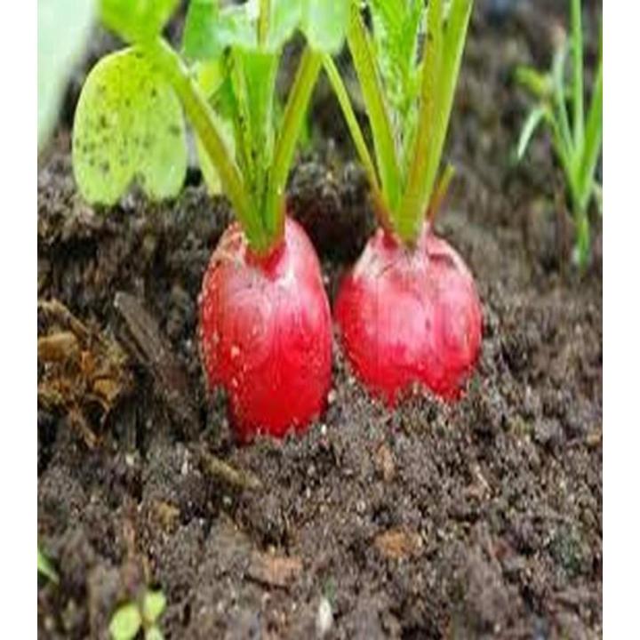 Vegetable Seeds (Pack Of 10) Best Quality