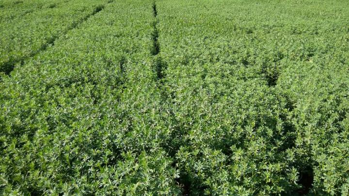 300+%20Methi%20/%20Fenugreek%20Vegetable%20Seeds%20-%20High%20Germination%20Rate%20-%20Image%207