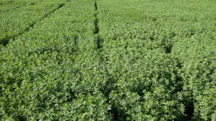 300+%20Methi%20/%20Fenugreek%20Vegetable%20Seeds%20-%20High%20Germination%20Rate%20-%20Image%207