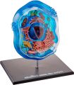 4D Vision Animal Cell Anatomy Model. 