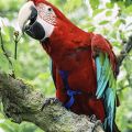 Pet Bird Harness and Leash,Adjustable Parrot Bird Harness Leash - Pet Anti-Bite Training Rope Outdoor Flying Harness and Leash(P). 